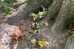 IMG-20251002-WA0005